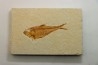 Diplomystus dentatus