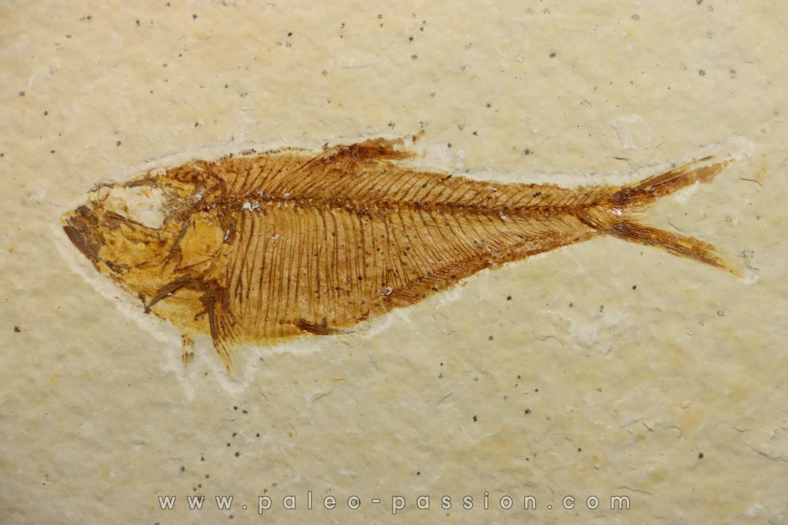 Diplomystus dentatus