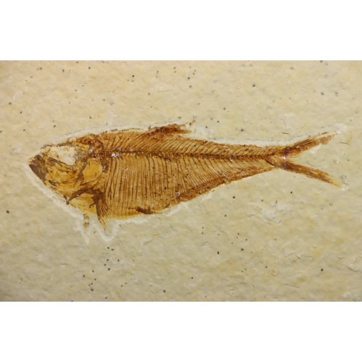 Diplomystus dentatus