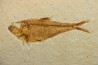 Diplomystus dentatus