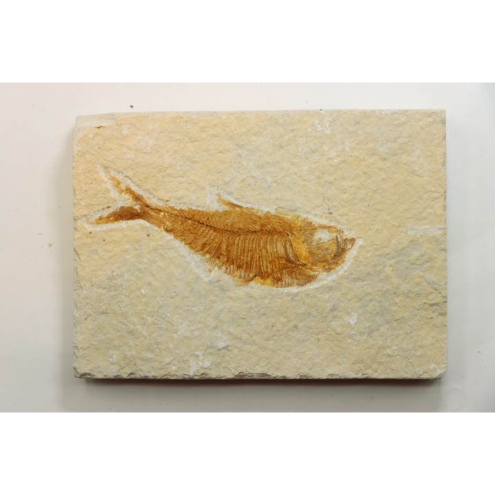 Diplomystus dentatus