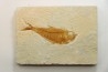 Diplomystus dentatus