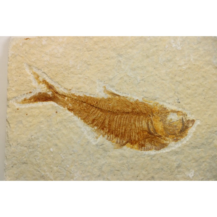 poisson fossile Diplomystus dentatus - USA