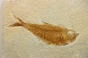 Diplomystus dentatus