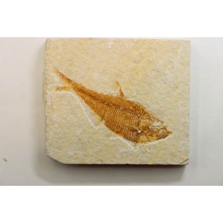Diplomystus dentatus
