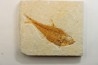 poisson fossile Diplomystus dentatus - USA