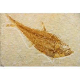 Diplomystus dentatus