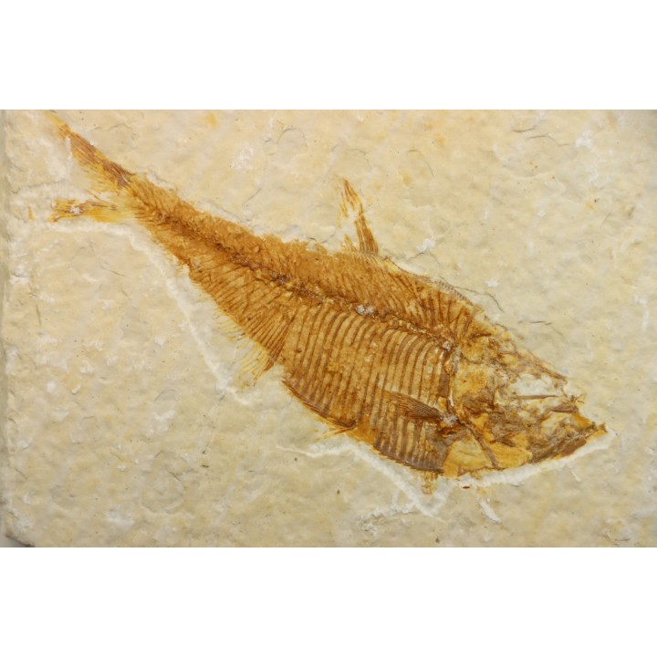 Diplomystus dentatus