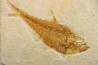poisson fossile Diplomystus dentatus - USA