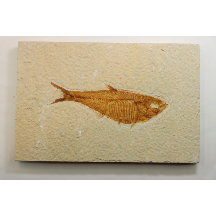 poisson fossile Diplomystus dentatus - USA