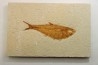 Diplomystus dentatus