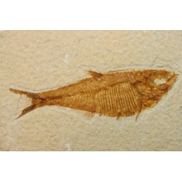 Diplomystus dentatus