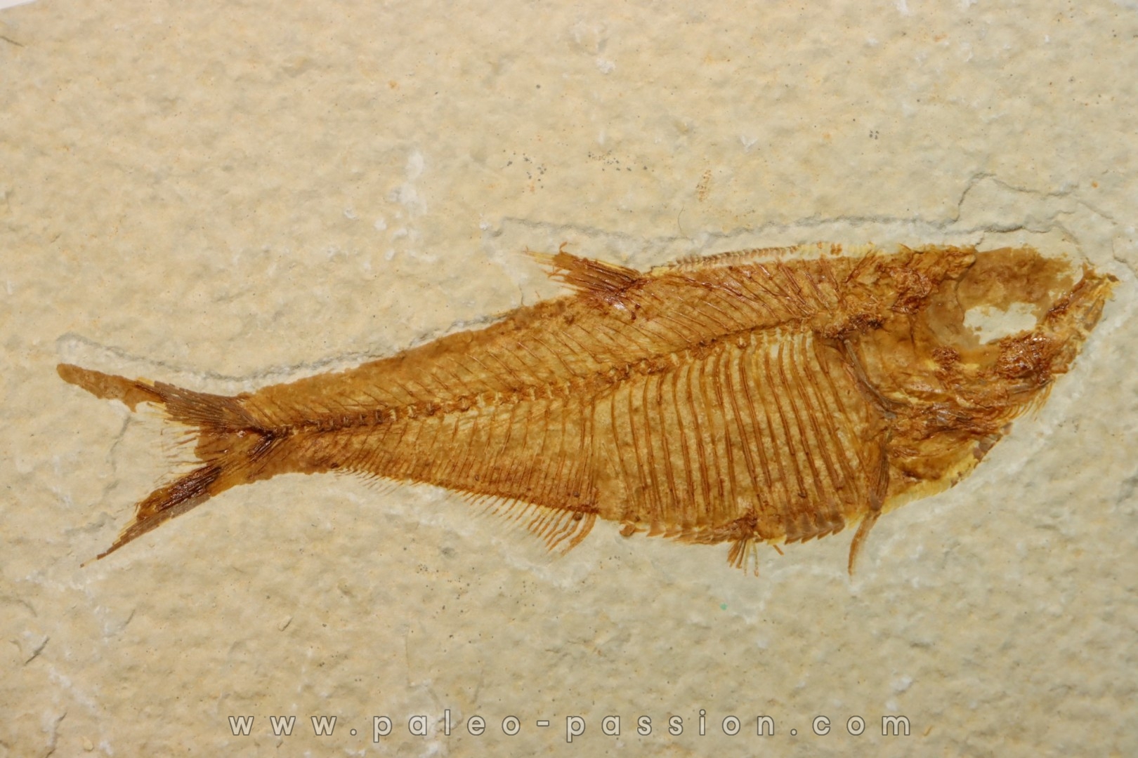 Diplomystus dentatus