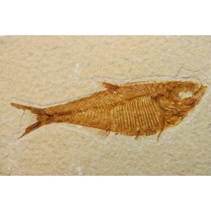 Diplomystus dentatus