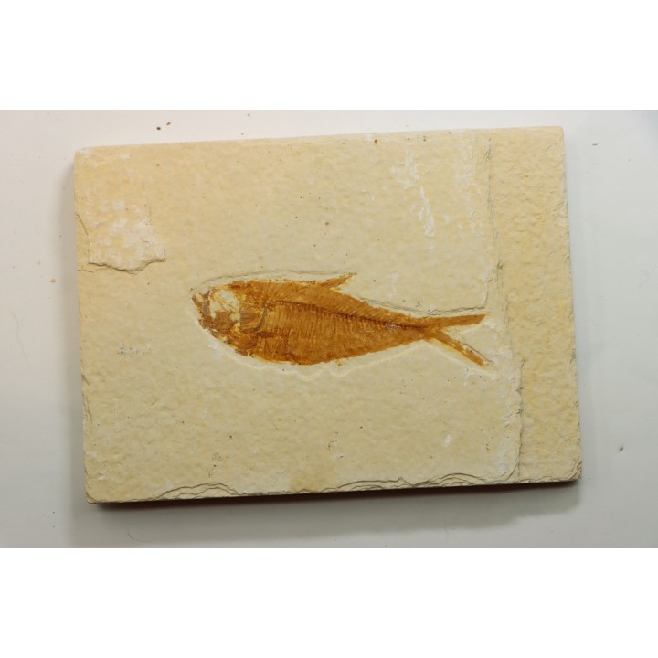 Diplomystus dentatus