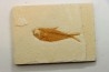 Diplomystus dentatus
