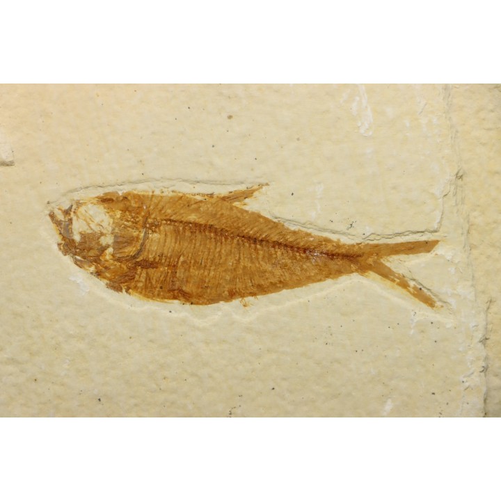 poisson fossile Diplomystus dentatus - USA