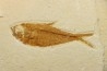 Diplomystus dentatus