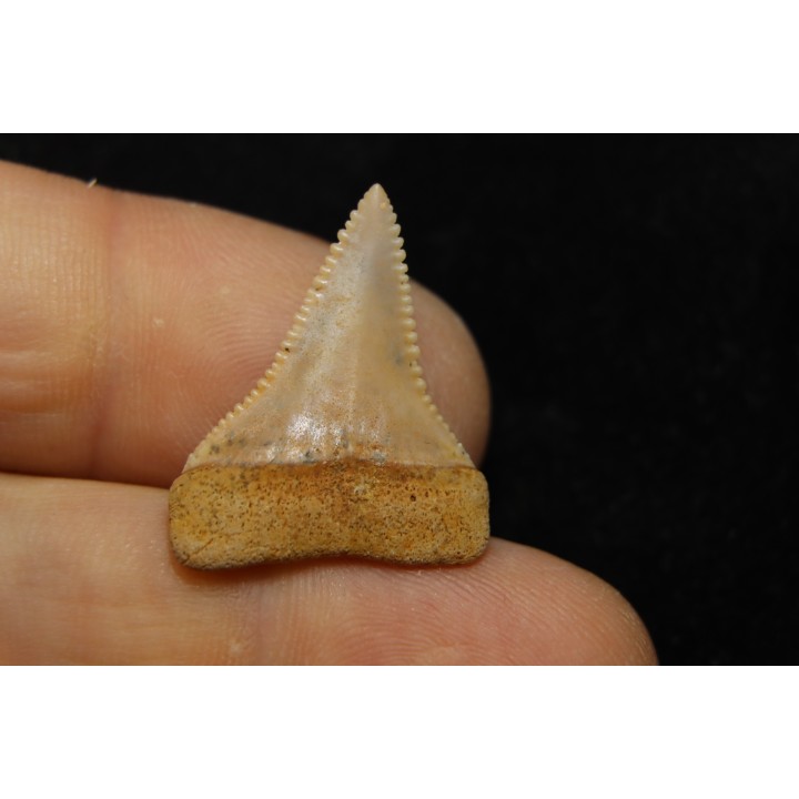 dent fossile du GRAND REQUIN BLANC: Carcharodon carcharias