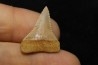 dent fossile du GRAND REQUIN BLANC: Carcharodon carcharias