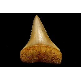 fossil shark tooth great white: Carcharodon carcharias