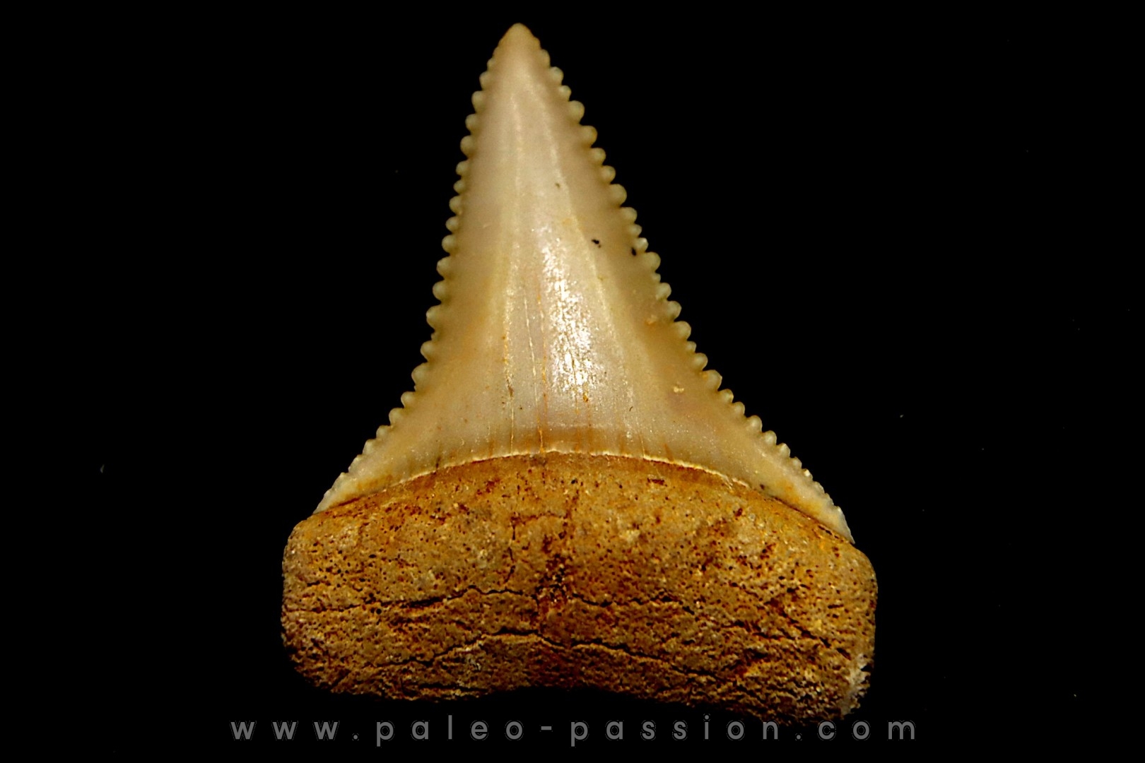fossil shark tooth great white: Carcharodon carcharias