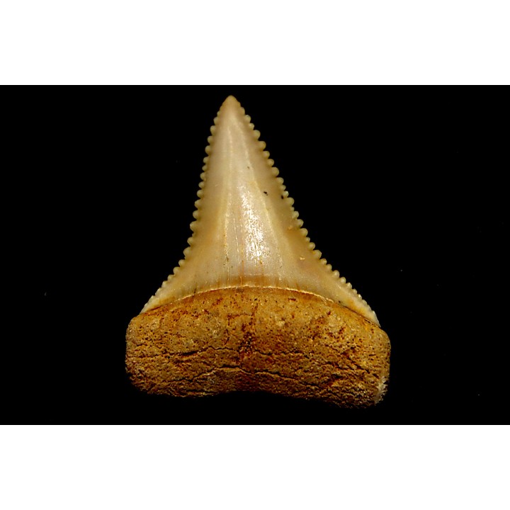 fossil shark tooth great white: Carcharodon carcharias