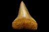 fossil shark tooth great white: Carcharodon carcharias