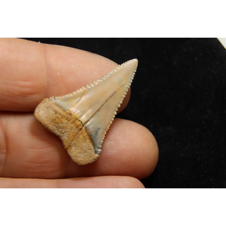dent fossile du GRAND REQUIN BLANC: Carcharodon carcharias