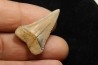 fossil shark tooth great white: Carcharodon carcharias