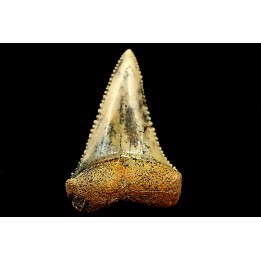 fossil shark tooth great white: Carcharodon carcharias
