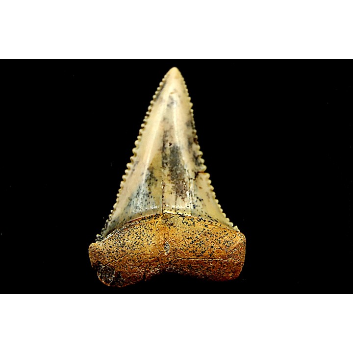 fossil shark tooth great white: Carcharodon carcharias
