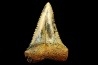 dent fossile du GRAND REQUIN BLANC: Carcharodon carcharias