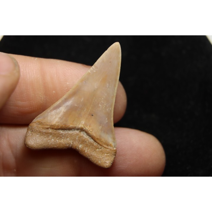 Dent de requin CARCHARODON HASTALIS