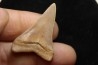 shark  tooth  CARCHARODON HASTALIS