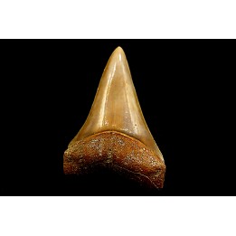 shark  tooth  CARCHARODON HASTALIS