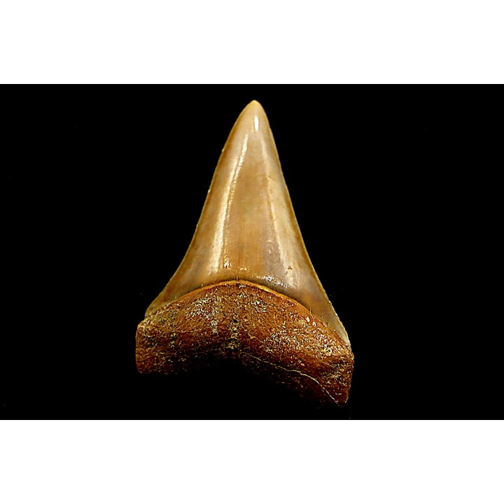 Dent de requin CARCHARODON HASTALIS