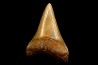 shark  tooth  CARCHARODON HASTALIS
