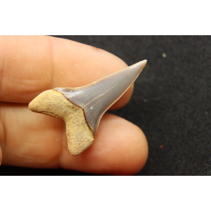 Dent de requin CARCHARODON HASTALIS