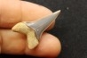 shark  tooth  CARCHARODON HASTALIS