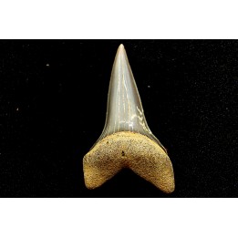 Dent de requin CARCHARODON HASTALIS