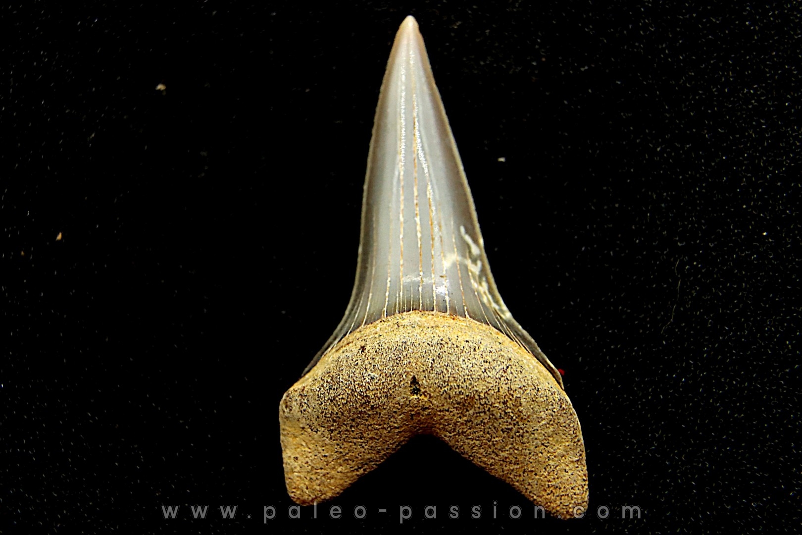 Dent de requin CARCHARODON HASTALIS