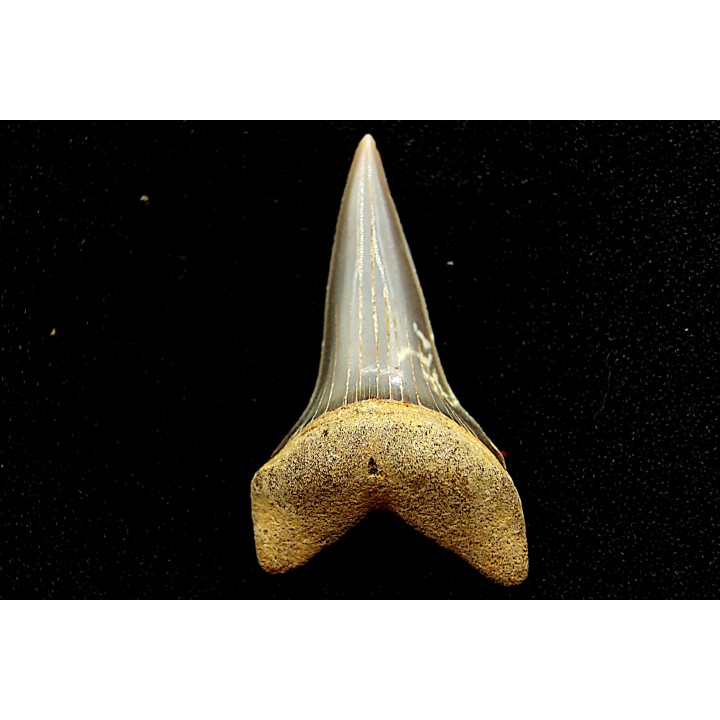 shark  tooth  CARCHARODON HASTALIS