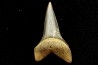shark  tooth  CARCHARODON HASTALIS