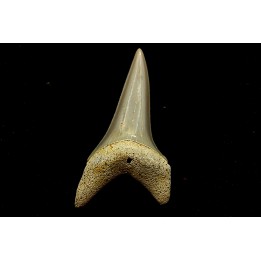 Dent de requin CARCHARODON HASTALIS