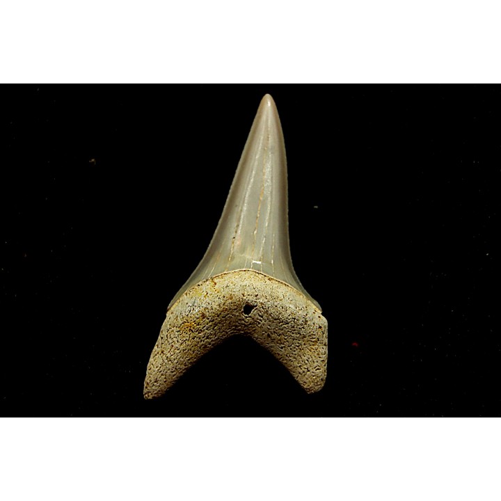 Dent de requin CARCHARODON HASTALIS