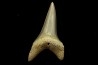 shark  tooth  CARCHARODON HASTALIS