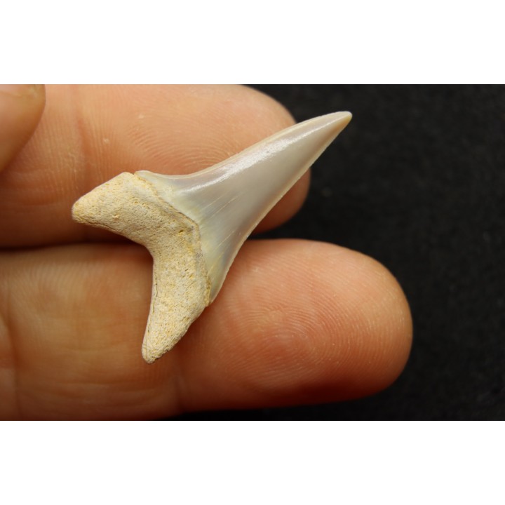 shark  tooth  CARCHARODON HASTALIS