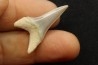 shark  tooth  CARCHARODON HASTALIS