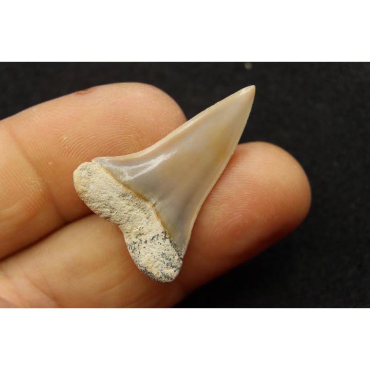 shark  tooth  CARCHARODON HASTALIS